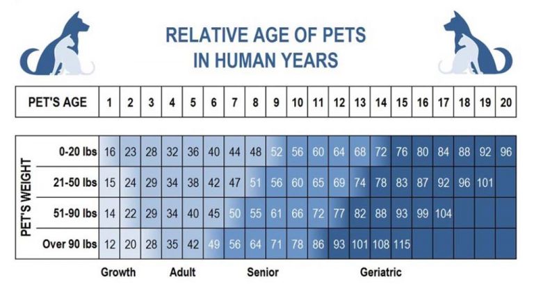 Senior Pet Care – At Home Animal Clinic